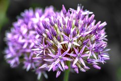 Florales - Allium