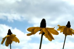 Florales - Rudbeccia