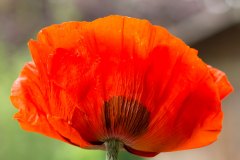 Florales - Mohn