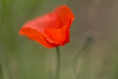 Florales - Mohn