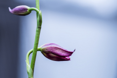 Florales - Orchideen