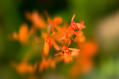 Florales - Orchideen