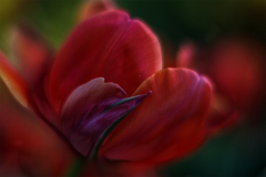 Florales - Tulpen