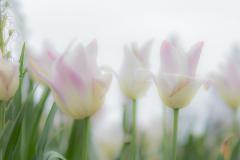 Florales - Tulpen