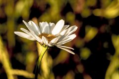 Wiesenflora