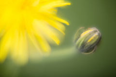 Wiesenflora